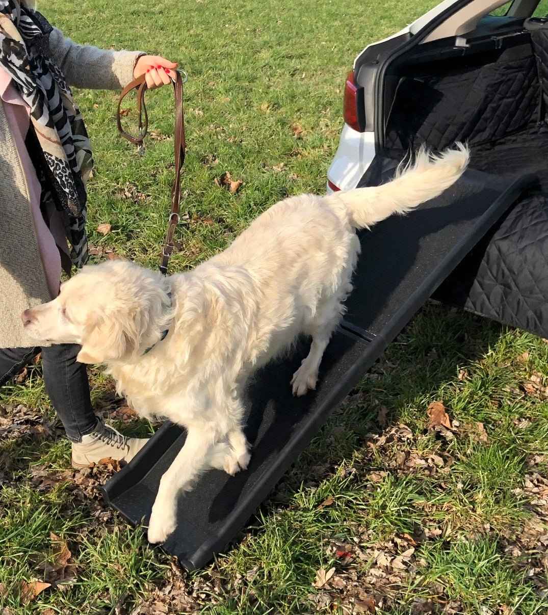 Ein weißer Hund läuft über eine Auto Hunderampe